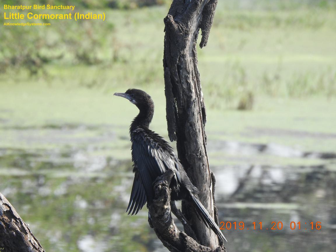 Cormorant Indian (37) Coming Soon